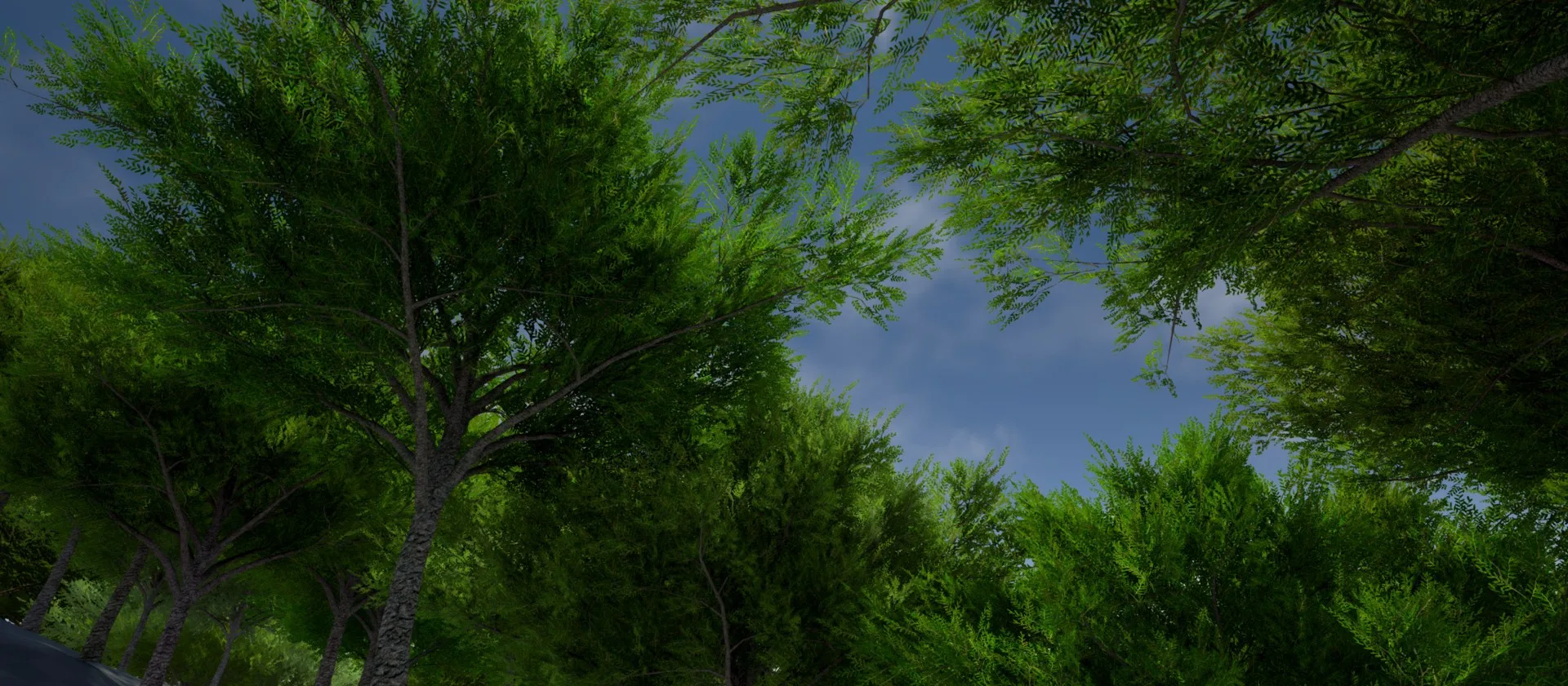 Looking up into the branches of leafy green trees against a blue sky.